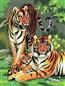 PBN JR SM TIGERS