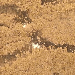 ANT WORLD (Nick Baker) PCR Plastics
