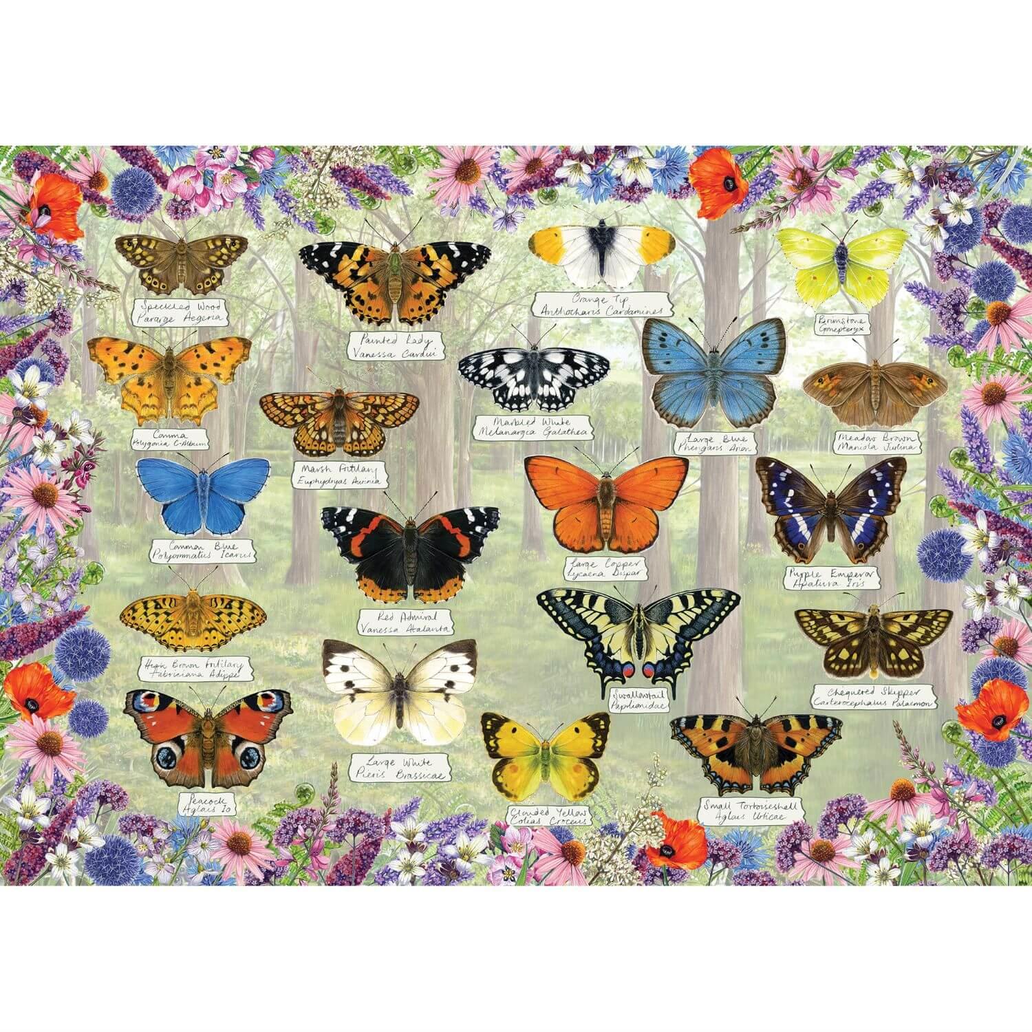 BEAUTIFUL BUTTERFLIES (1000)